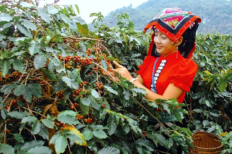 Người nông dân H'Mông hái cà phê chín trên nương đồi tại Mai Sơn, Sơn La