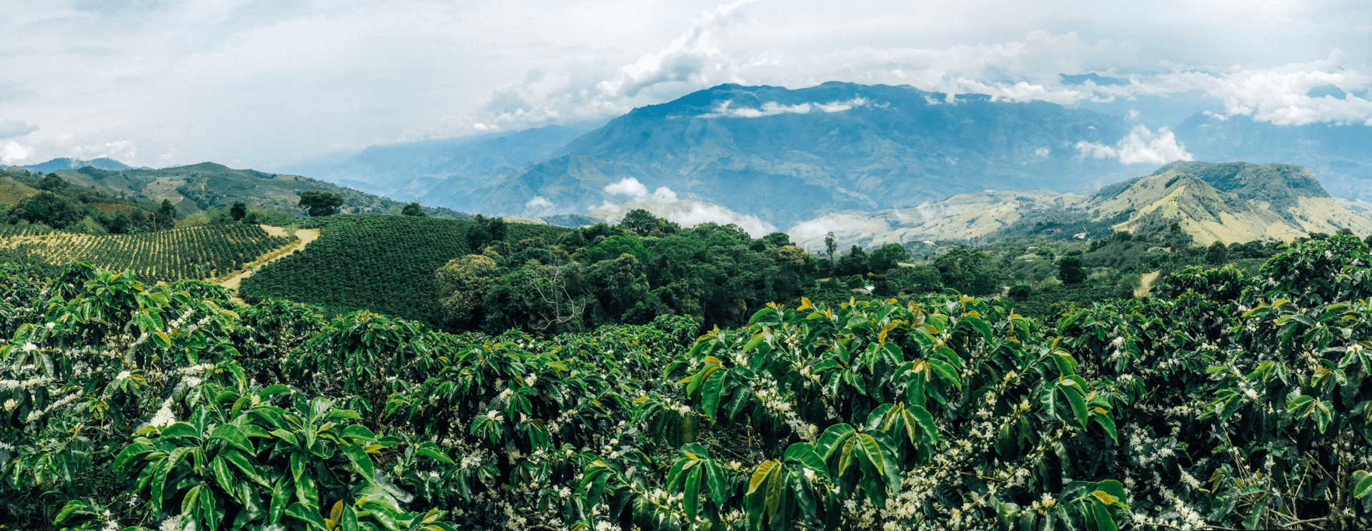 Nương cà phê Arabica bậc thang trong sương sớm tại Mai Sơn, Sơn La
